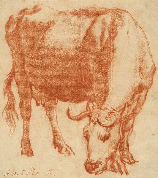 A cow grazing, c. 1663 (Red chalk drawing)