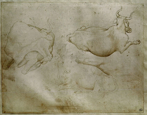 Two cows and a juniper, 15th century (drawing)