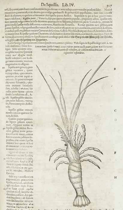 Framed Print : Crayfish. BL3281242 Crayfish; British Library, London, UK; (add.info. Framed Print : Crayfish. BL3281242 Crayfish; British Library, London, UK; (add.info.