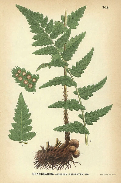 Crested wood fern, Dryopteris cristata