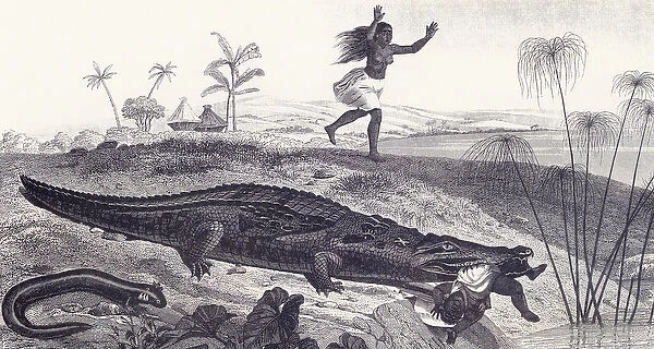A Crocodile Snatches a Child from an African Village (etching)