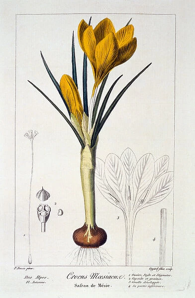 Crocus maesiacus, 1836 (hand-coloured engraving)