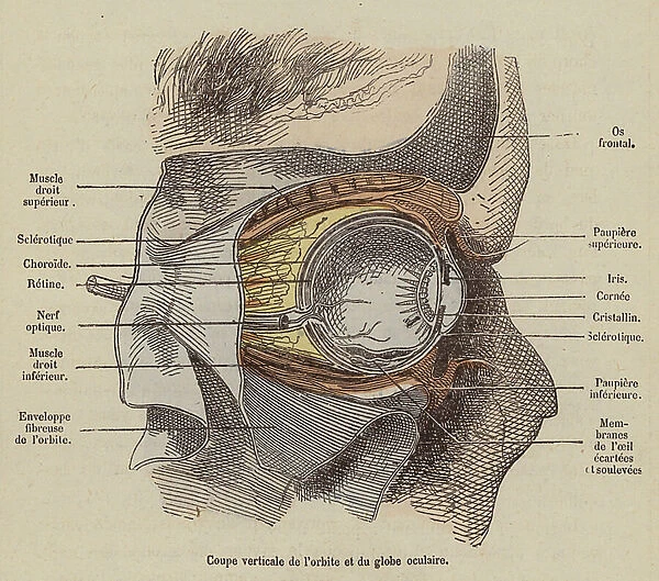 Cross-section of the eye (coloured engraving)