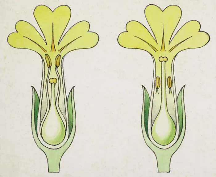 Framed Print : Cross-section of Primula, short-styled and long-styled Framed Print : Cross-section of Primula, short-styled and long-styled