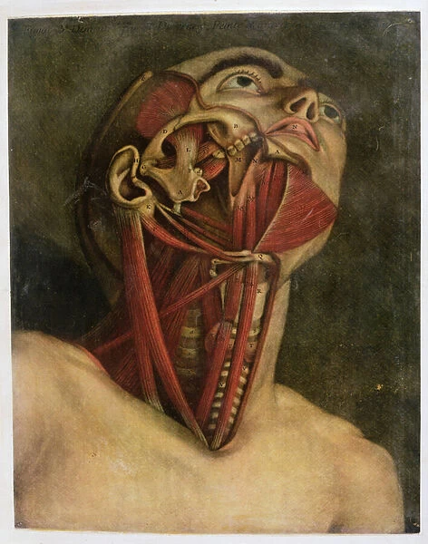Cross-section of the right hand side of the neck and face, c. 1745 (mezziotint)