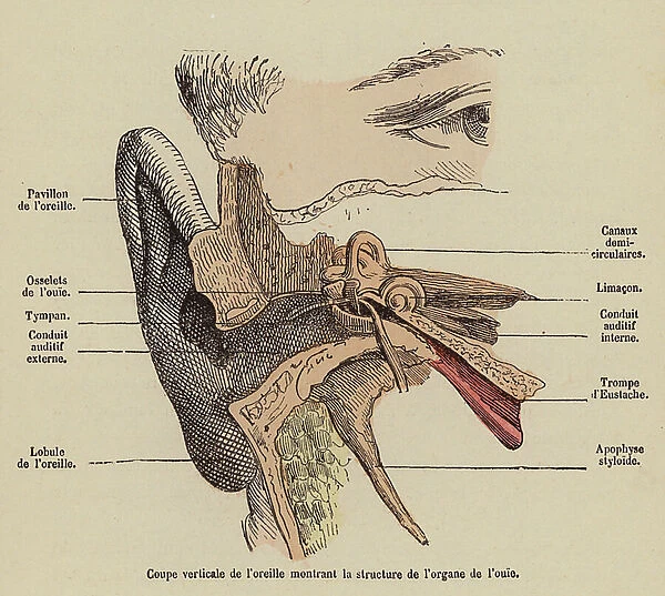 Cross-section showing the structures of the ear (coloured engraving)