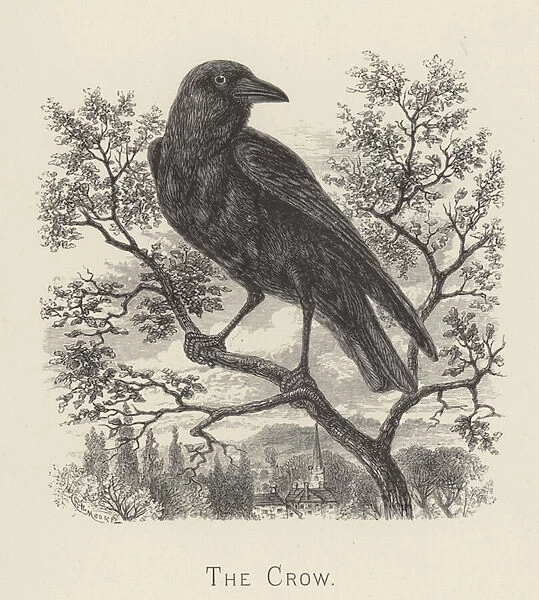 The crow (engraving)