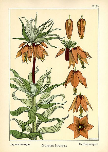 The Crown Imperial (colour litho)