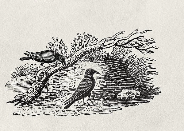 Crows (Corvus corone corone) from the History of British Birds Volume I, pub