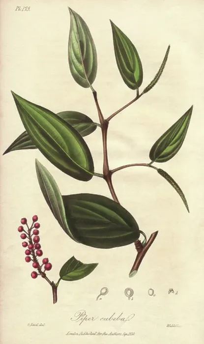Framed Print : Cubeb or Java pepper, Piper cubeba Framed Print : Cubeb or Java pepper, Piper cubeba