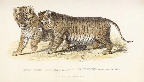 Cubs bred between a Lion and Tigress, three months old, 1827-1835