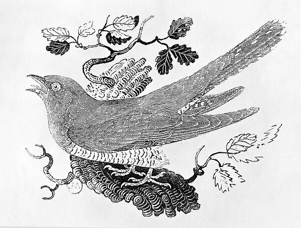 The Cuckoo (Cuculus canorus) from the History of British Birds Volume I, pub