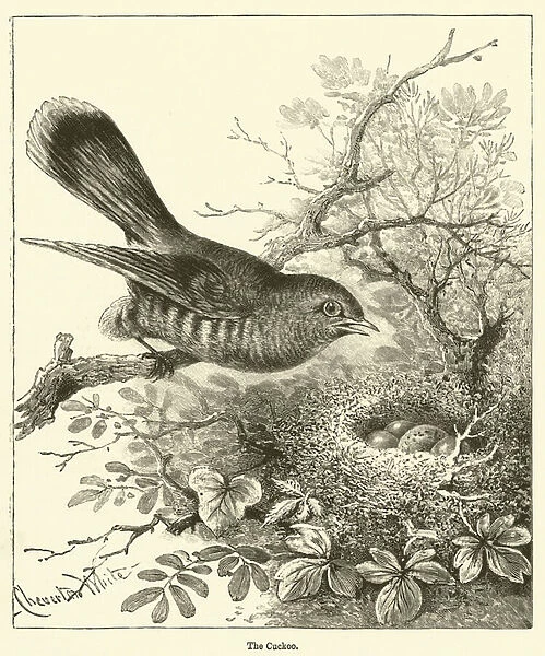 The Cuckoo (engraving)