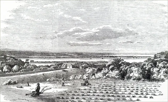 Framed Print : The cultivation of arrowroot