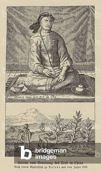 Cultivation and preparation of tea in China (engraving)