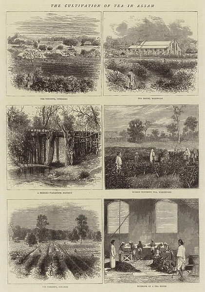 The Cultivation of Tea in Assam (engraving)