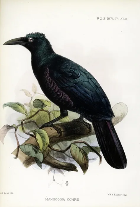 Framed Print : Curl-crested Manucode (print) Framed Print : Curl-crested Manucode (print)
