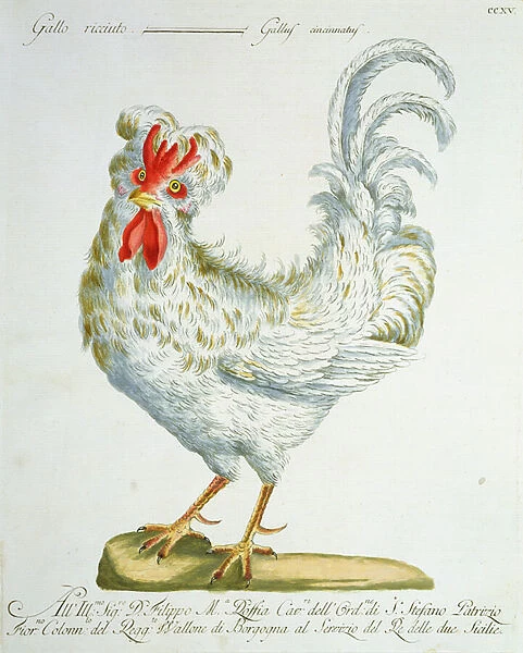 Curly-Haired Cockerel, c. 1767-76 (hand coloured engraving)