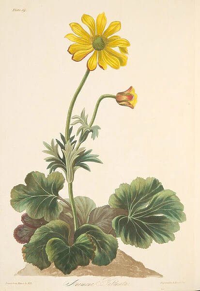 Cyclamen-leaved Anemone, from Floral Illustrations of the Seasons, pub