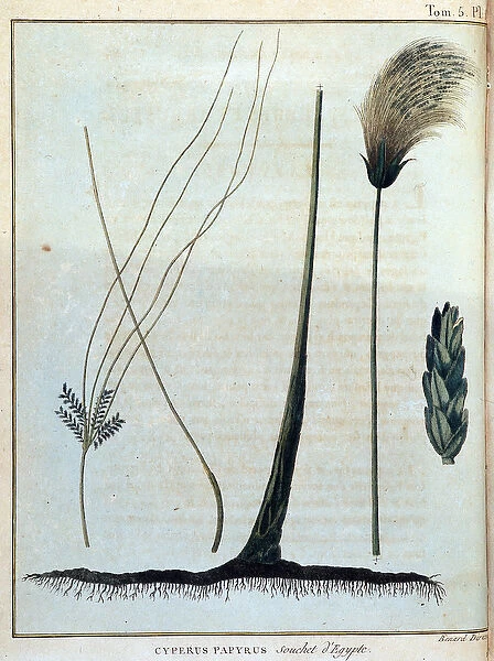 Cyperus papyrus, strain of Egypt - in 'Journey to Nubia