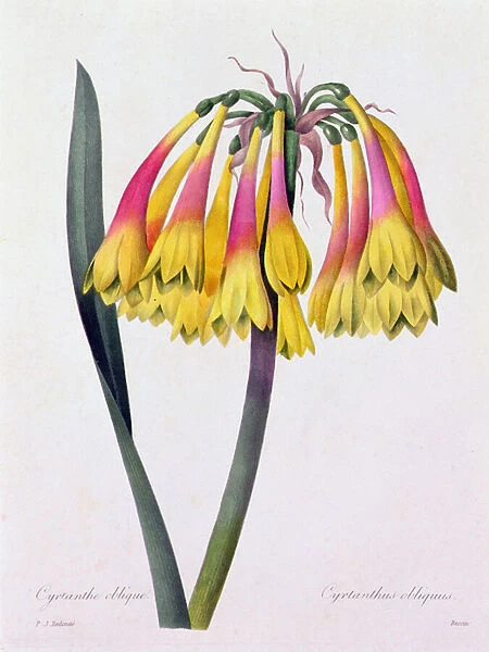 Cyrtanthus Obliquus (coloured engraving)