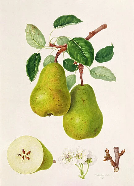 The D Auch Pear, 1817 (w  /  c on paper)
