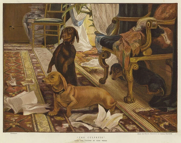Three dachshunds around a chair in a living room (colour litho)