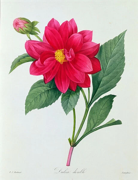 Dahlia Double (coloured engraving)