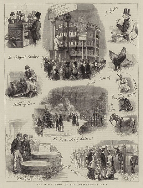 The Dairy Show at the Agricultural Hall (engraving)