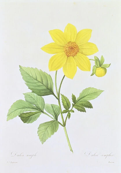 Dalea simplex, engraved by Bessin, from Choix des Plus Belles Fleurs
