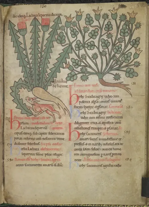 Framed Print : Dandelion. BL3281389 Dandelion; British Library, London, UK; (add.info.: S
