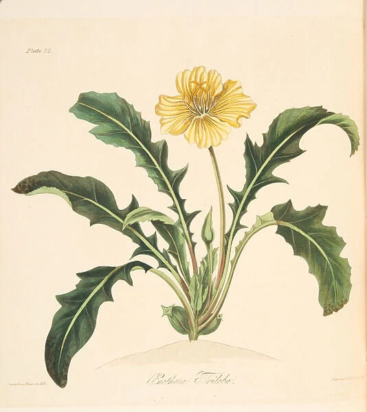 Dandelion leaved Evening Primrose, from Floral Illustrations of the Seasons, pub