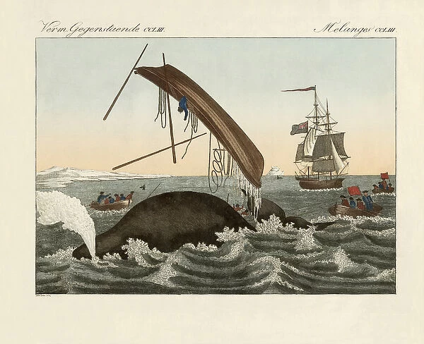 The dangers of whale fishing (coloured engraving)