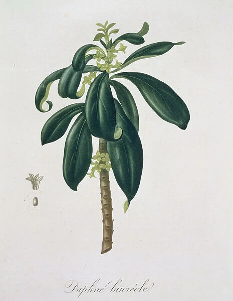 Daphne Laureda from Phytographie Medicale by Joseph Roques (1772-1850)