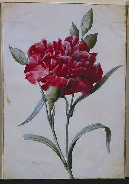 A Dark Red Carnation, 1822 (pencil, w  /  c & bodycolour)