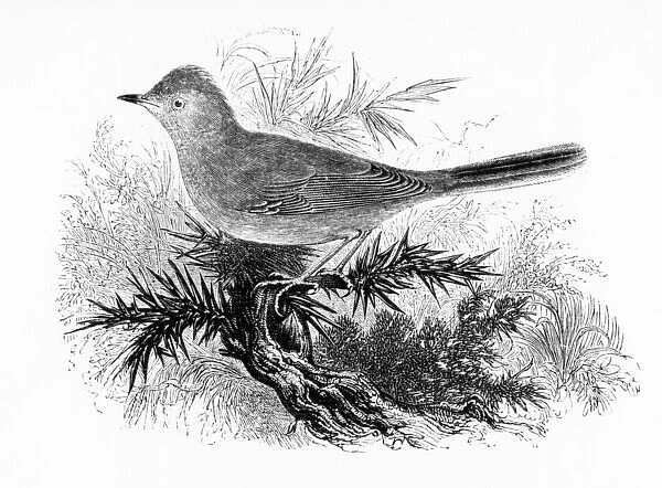The Dartford Warbler, illustration from A History of British Birds by William Yarrell