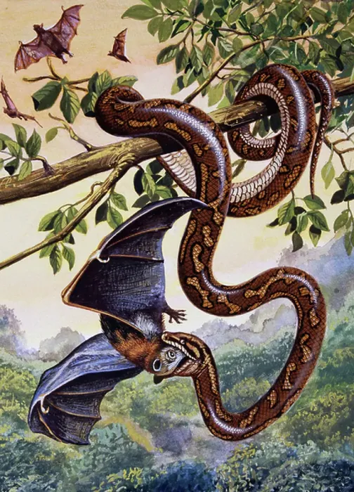 Framed Print : Darwin carpet python (Morelia spilota variegata), Pythonidae, drawing