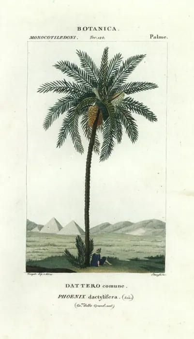 Framed Print : Date palm. 5855194 Date palm; (add.info.: Date palm, Phoenix dactylifera Framed Print : Date palm. 5855194 Date palm; (add.info.: Date palm, Phoenix dactylifera