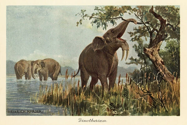 Deinotherium giganteum pulling down high foliage with its trunk. 1908 (illustration)