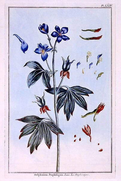 Delphinium (coloured engraving)