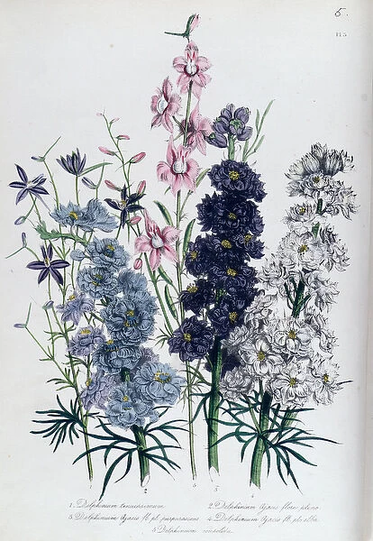 Delphiniums, plate 3 from The Ladies Flower Garden, published 1842