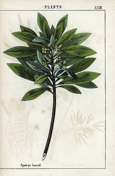Description of the bay leaf or daphne laureole or laurel epurge. Chromolithographie in ' Recueil d'images instructives ou lecons du monde vegetal', by Charlotte Mary Yonge (1823-1901), published in Edinburgh (Scotland) in 1858