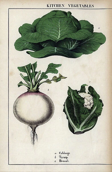 Descriptive board of cabbage, turnip and flower cabbage. Chromolithographie in '' Recueil d'images instructives ou lecons du monde vegetal'', by Charlotte Mary Yonge (1823-1901), published in Edinburgh (Scotland) in 1858
