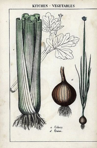 Descriptive board of a celery and an onion. Chromolithographie in ' Recueil d'images instructives ou lecons du monde vegetal', by Charlotte Mary Yonge (1823-1901), published in Edinburgh (Scotland) in 1858