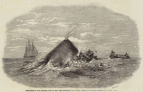Destruction of the Larboard Boat of the 'Ann Alexander, 'by a Sperm Whale, in the South Pacific (engraving)