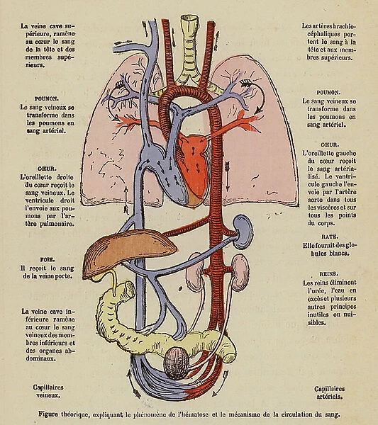 Diagram of the circulatory system (coloured engraving)