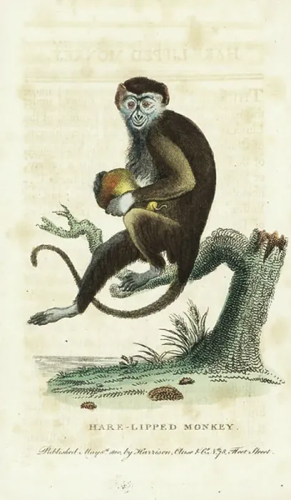 Framed Print : Diana monkey, Cercopithecus diana, holding a large pear. Vulnerable. (Hare-lipped monkey, Cercopithecus faunus) Handcoloured copperplate engraving from The Naturalist's Pocket Magazine, Harrison, London, 1800