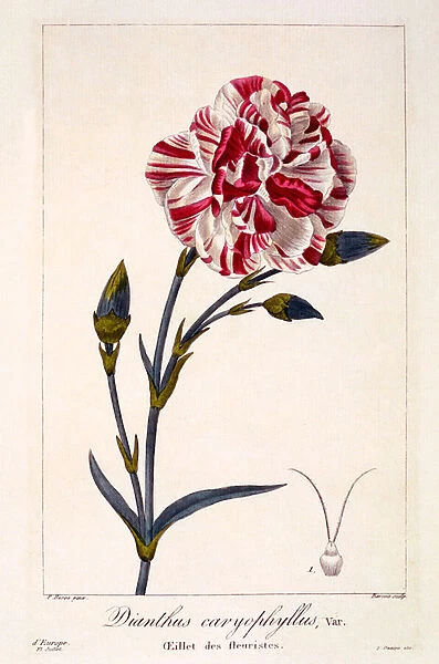 Dianthus caryophyllus, 1836 (hand-coloured engraving)