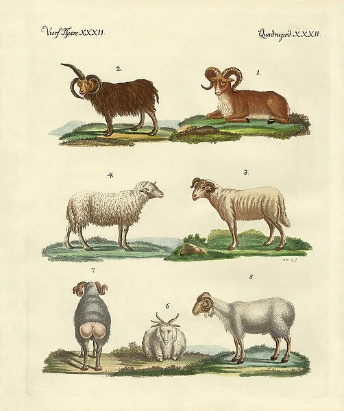 Different kinds of sheep (coloured engraving)