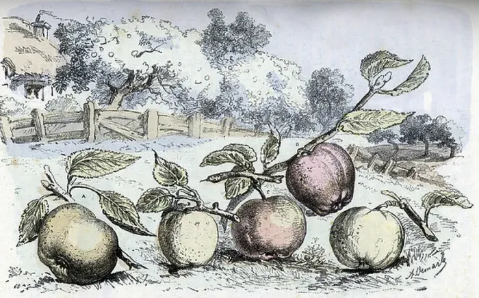 Framed Print : Different types of apples: A reinette du canada B reinette franche C bellefleur rouge D calville rouge E calville blanc (different kinds of apples in a fruit garden) Engraving from Les besoins de la vie by Rengade, 1887 Collection privee